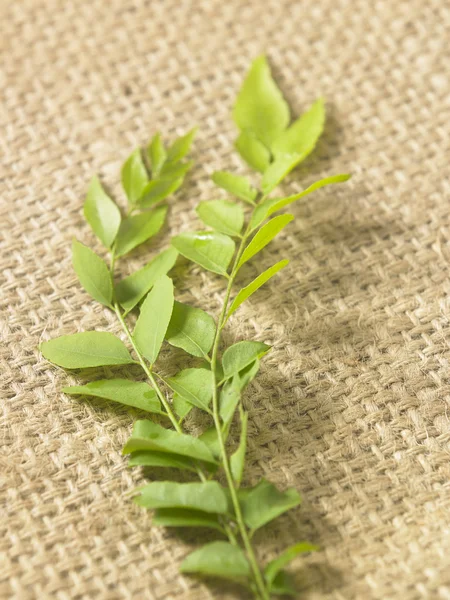 Raw curry leaves