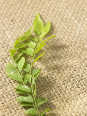 Ham köri yaprakları