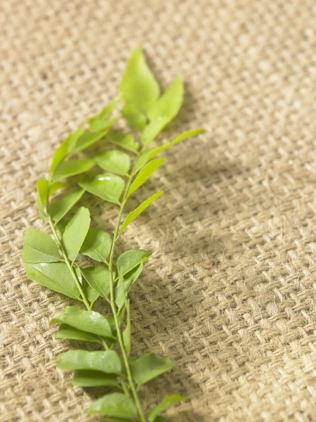 Raw curry leaves — Stock Photo, Image