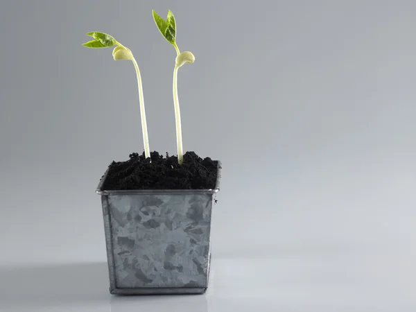 植物の成長過程 — ストック写真