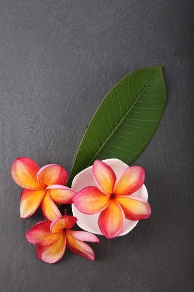 Frangipani çiçek spa sembolü — Stok fotoğraf