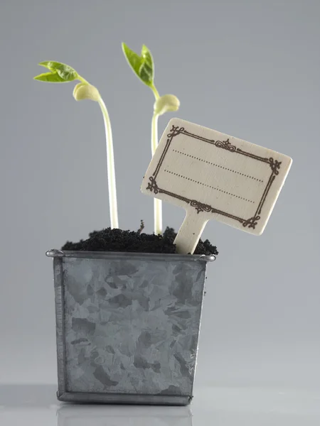 Bitki büyüme süreci — Stok fotoğraf