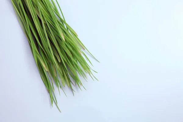 新鲜绿色小麦草 — 图库照片