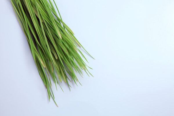 Fresh green wheat grass