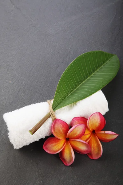 Frangipani çiçek spa sembolü — Stok fotoğraf