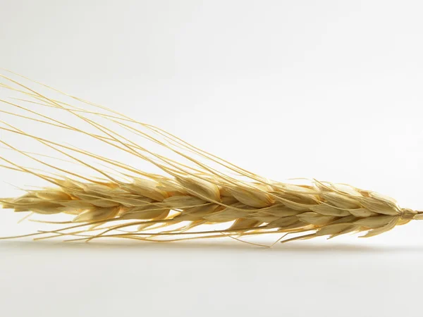 Wheat grass ear — Stock Photo, Image