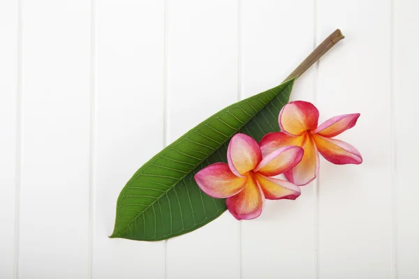 Frangipani flores símbolo de spa —  Fotos de Stock