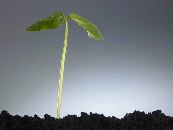 Processo de crescimento vegetal — Fotografia de Stock