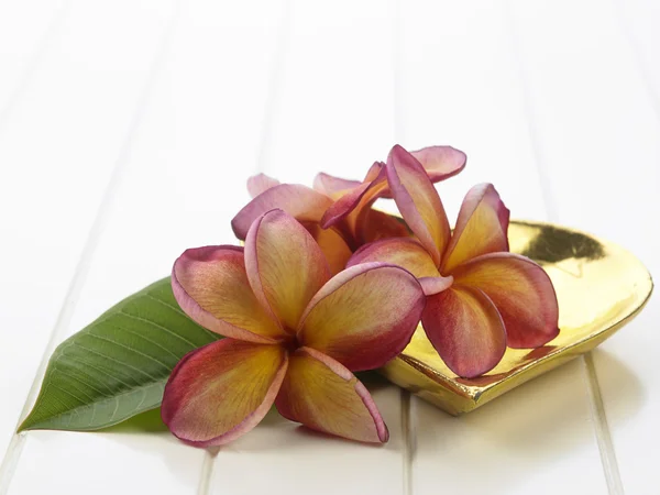 Frangipani blommor spa symbol — Stockfoto