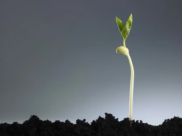 Processo de crescimento vegetal — Fotografia de Stock