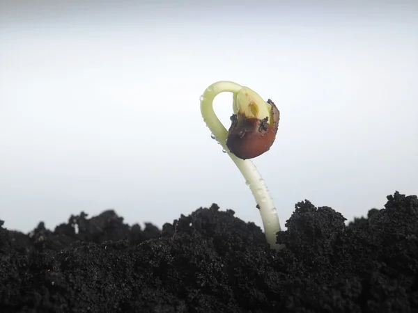 Proceso de crecimiento vegetal —  Fotos de Stock