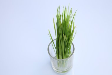 taze yeşil buğday çimen