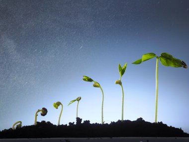 bitki büyüme süreci