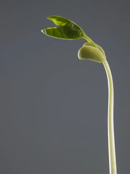 Plant growth process — Stock Photo, Image