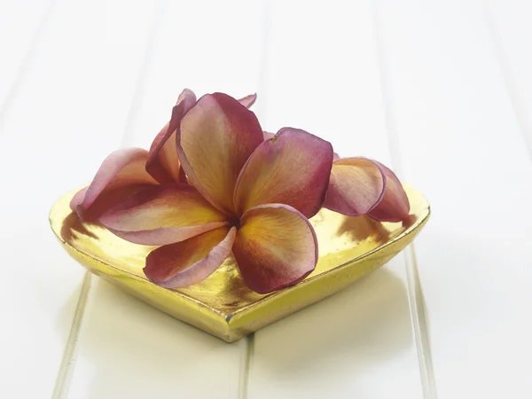 Σύμβολο ευεξίας λουλούδια frangipani — Φωτογραφία Αρχείου