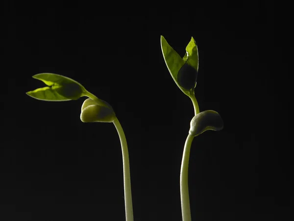 植物生长过程 — 图库照片