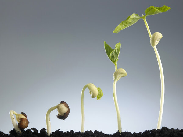 процесс роста растений