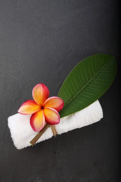 Frangipani çiçek spa sembolü — Stok fotoğraf