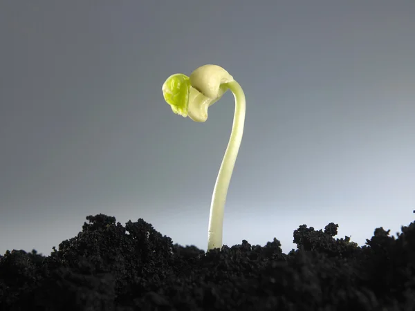 Procesul de creștere a plantelor — Fotografie, imagine de stoc