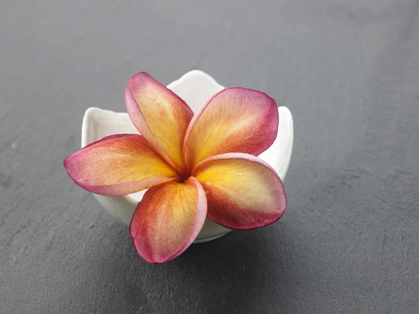 Frangipani flower spa symbol — Stock Photo, Image