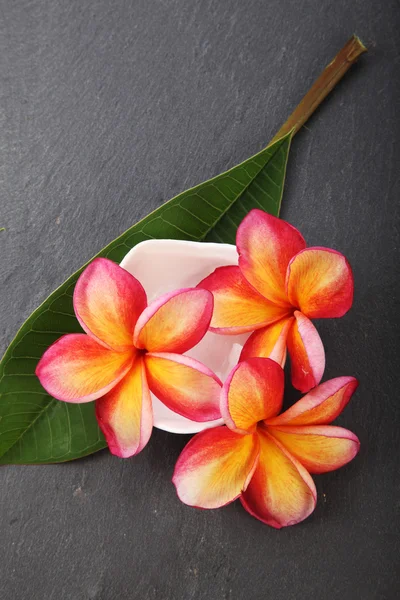 Frangipani flores símbolo spa — Fotografia de Stock