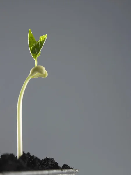 Proceso de crecimiento vegetal —  Fotos de Stock