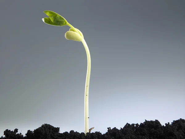 Процес зростання рослин — стокове фото