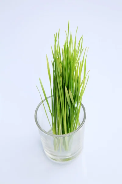 新鲜绿色小麦草 — 图库照片
