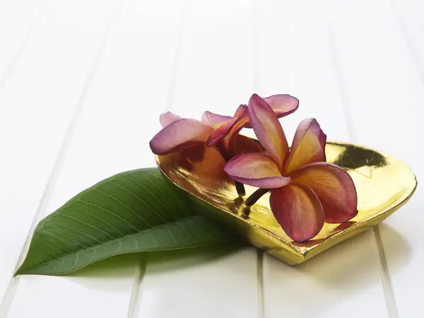 Frangipani flowers spa symbol — Stock Photo, Image