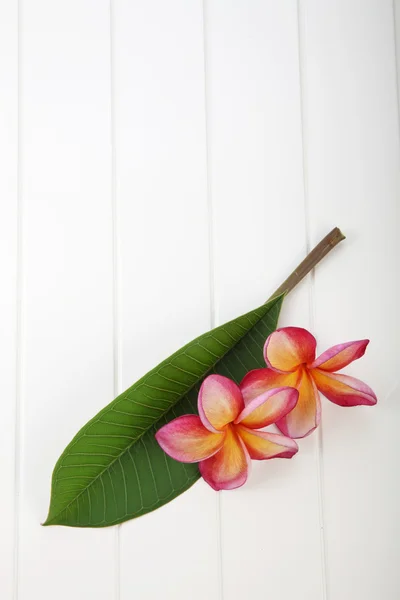 Frangipani blommor spa symbol — Stockfoto