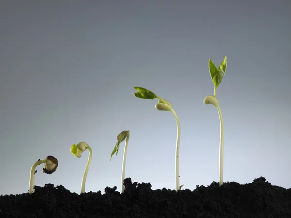 Processo de crescimento vegetal — Fotografia de Stock