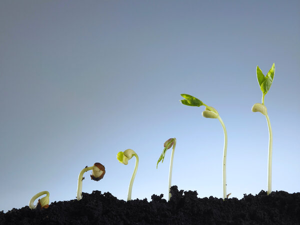 plant growth process