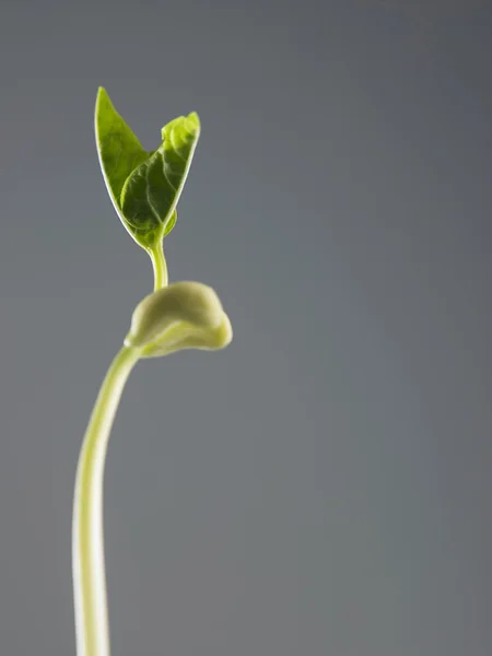 Plant growth process — Stock Photo, Image