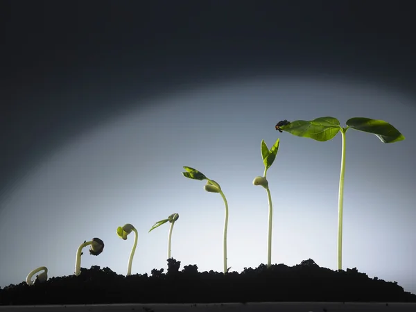 식물의 성장 과정 — 스톡 사진