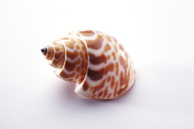 Marine sea shell