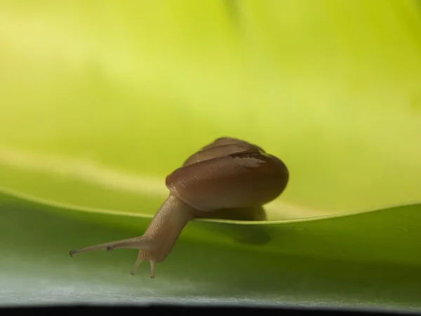 Snail crawling on leaf — Stock Photo, Image