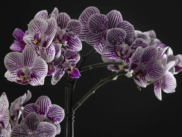 Schönheit der Orchideenblume — Stockfoto