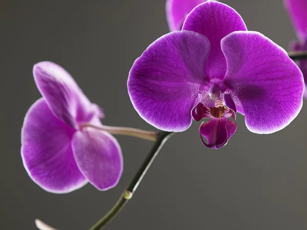 Skönheten i orkidé — Stockfoto