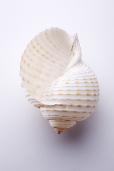 Marine sea shell