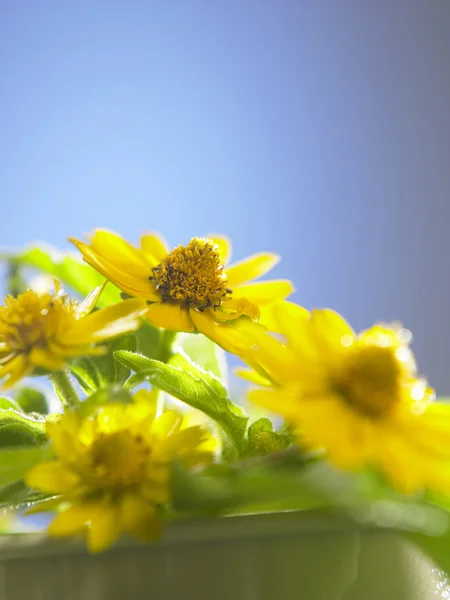 Букет жовтих квітів — стокове фото