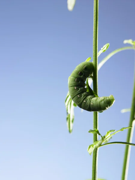 Зеленая гусеница на растении — стоковое фото