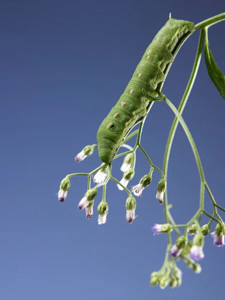 Oruga verde en flor —  Fotos de Stock