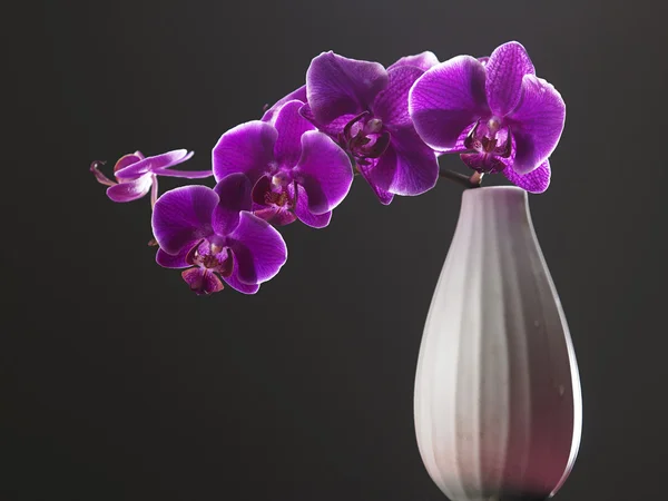 Beleza de flor de orquídea — Fotografia de Stock