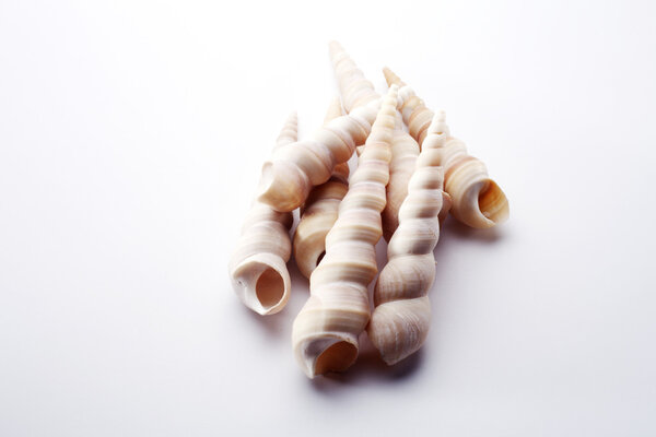 Marine sea shells