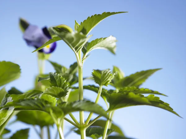 Plant on blue background — Stock Photo, Image