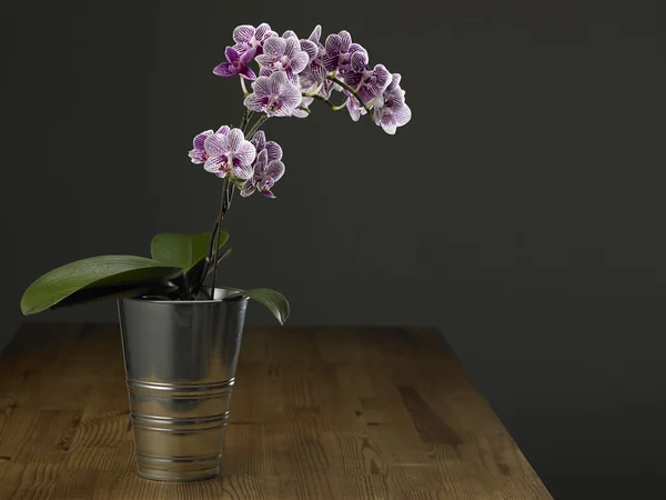 Orquídea en el recipiente de aluminio — Foto de Stock