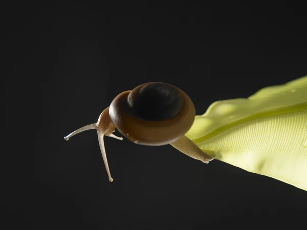 Snail crawling on leaf — Stock Photo, Image