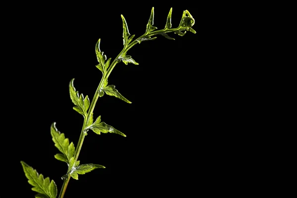 Helecho verde Frond — Foto de Stock
