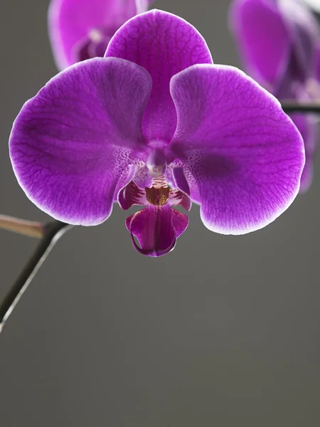 Piękno kwiatu orchidei — Zdjęcie stockowe