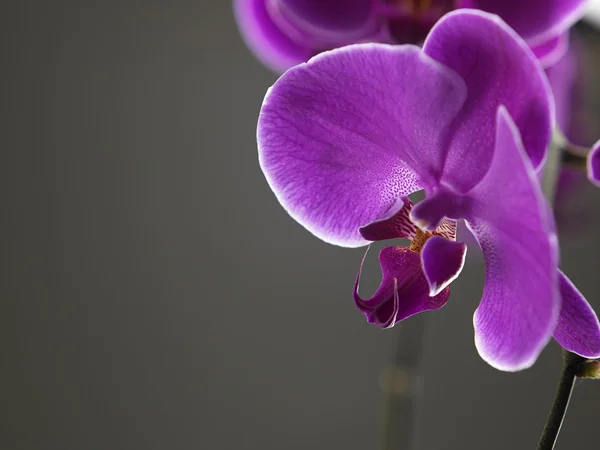 Beauty of orchid flower — Stock Photo, Image